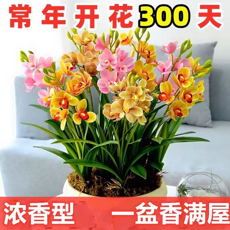 【30天开花】水养土养浓香盆栽绿植花卉种球室内阳台四季开花耐寒花