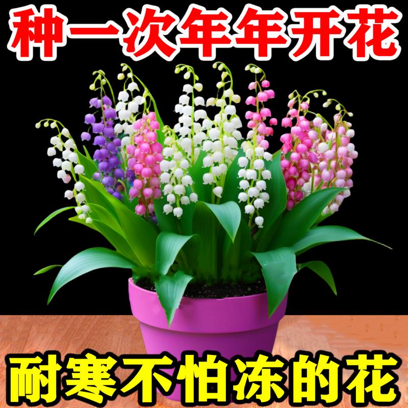 【耐寒冻不死铃兰】四季开花带芽花苗浓香型室内外多年生盆栽花卉