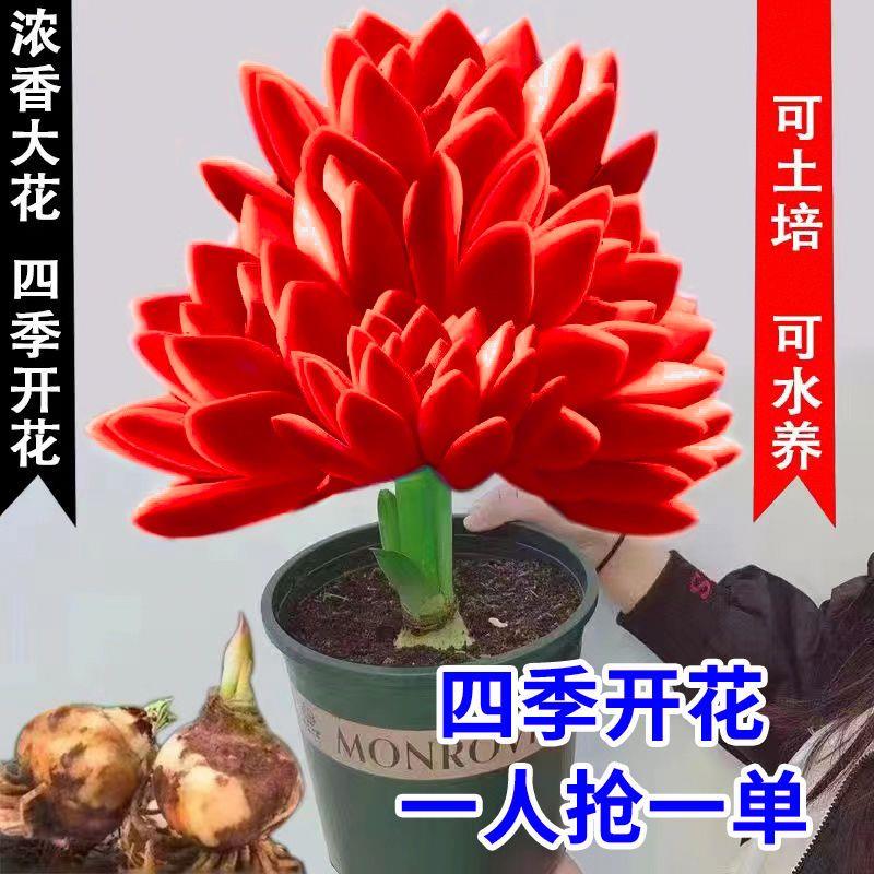 【四季开花】火凤凰盆栽优质花卉大全南北好养阳台窗台室内外懒人花