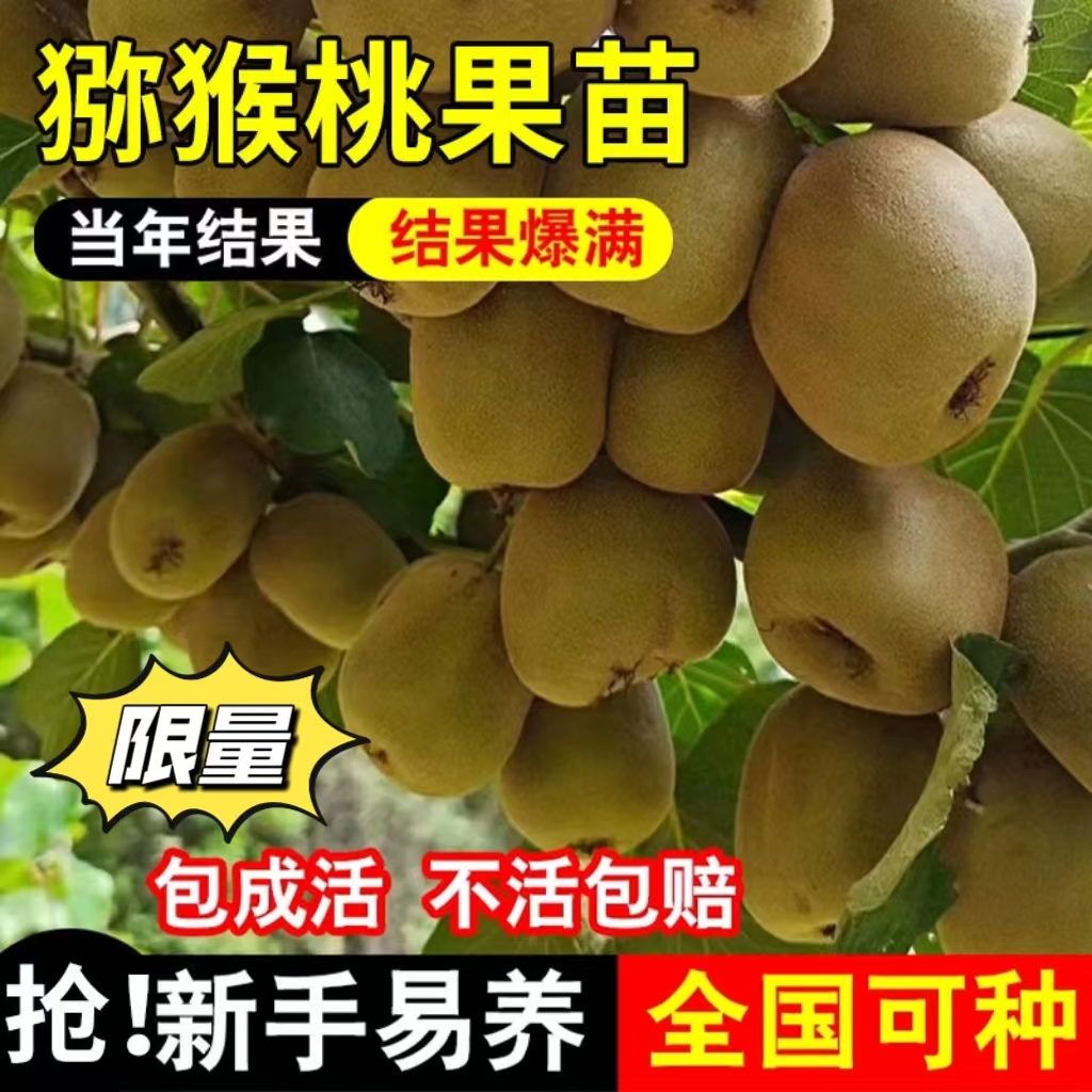 猕猴桃嫁接苗黄红绿猕猴桃盆栽地栽当年结果阳台庭院种植养死包赔