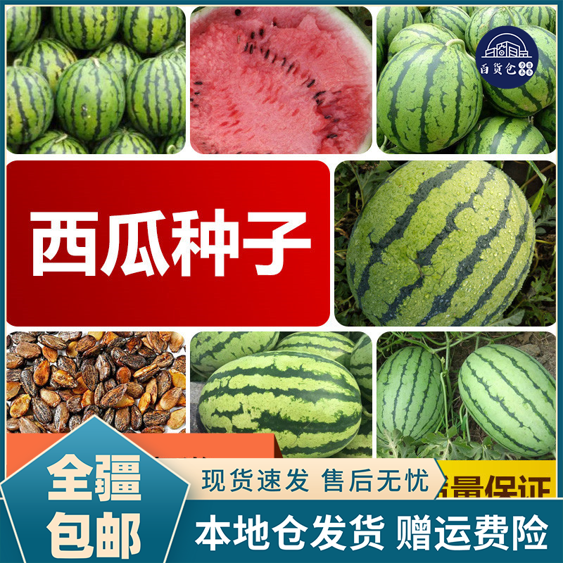 19.9/3包【新疆包邮-乌市发货】冰糖麒麟种子超甜多汁精品盆栽