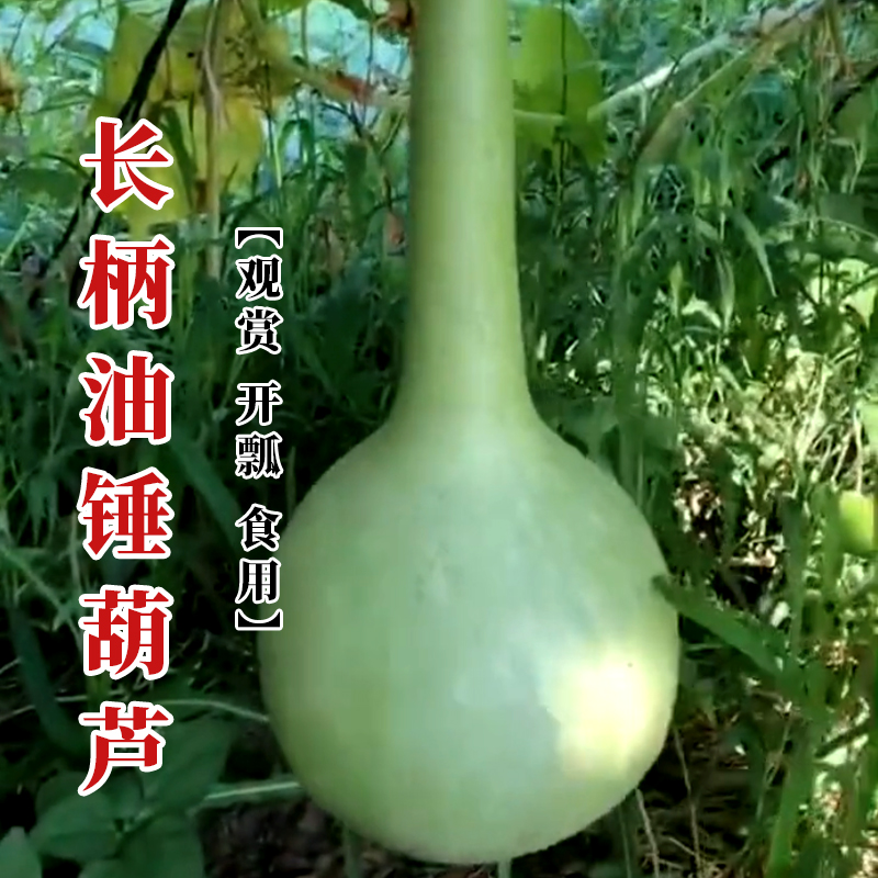 长柄油锤葫芦种子巨型特大葫芦种籽春夏四季阳台盆栽蔬菜福禄籽孑