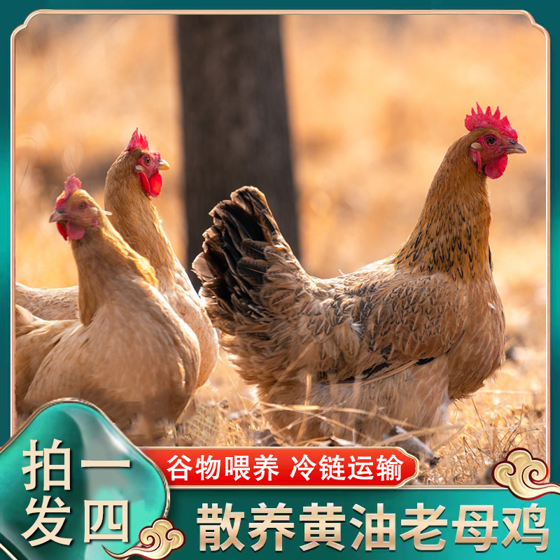 【拍一发4】农村散养土老母鸡4只炖汤红烧带内脏7斤左右