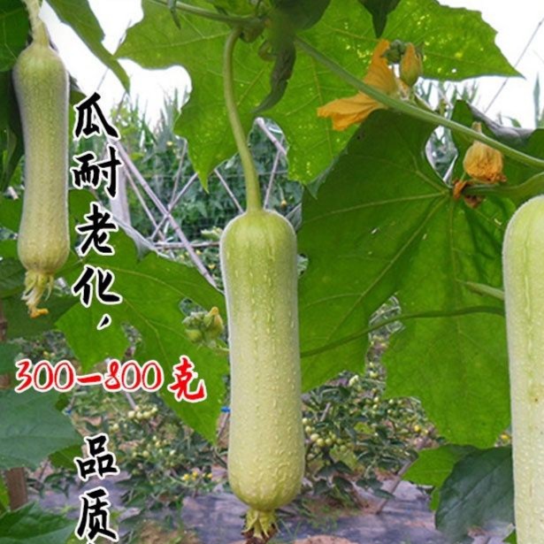 牛奶丝瓜种子高产肉丝瓜种籽早熟阳台盆栽菜园春秋四季播蔬菜种孑