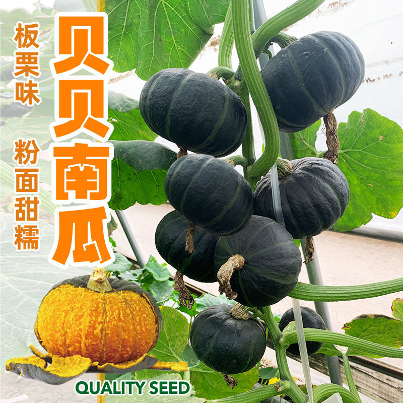 贝贝南瓜种子板栗味香糯粉甜面迷你小南瓜四季红绿春秋蔬菜种籽孑