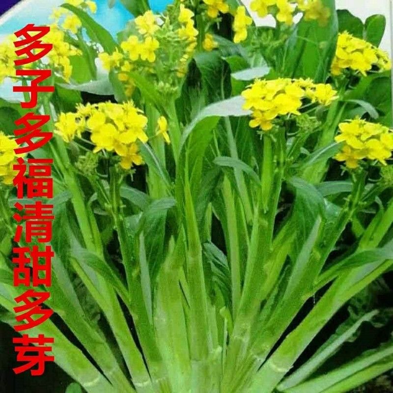 甜菜心种子多心白菜苔种籽连州青菜籽农家高产蔬菜种孑籽庭院菜籽