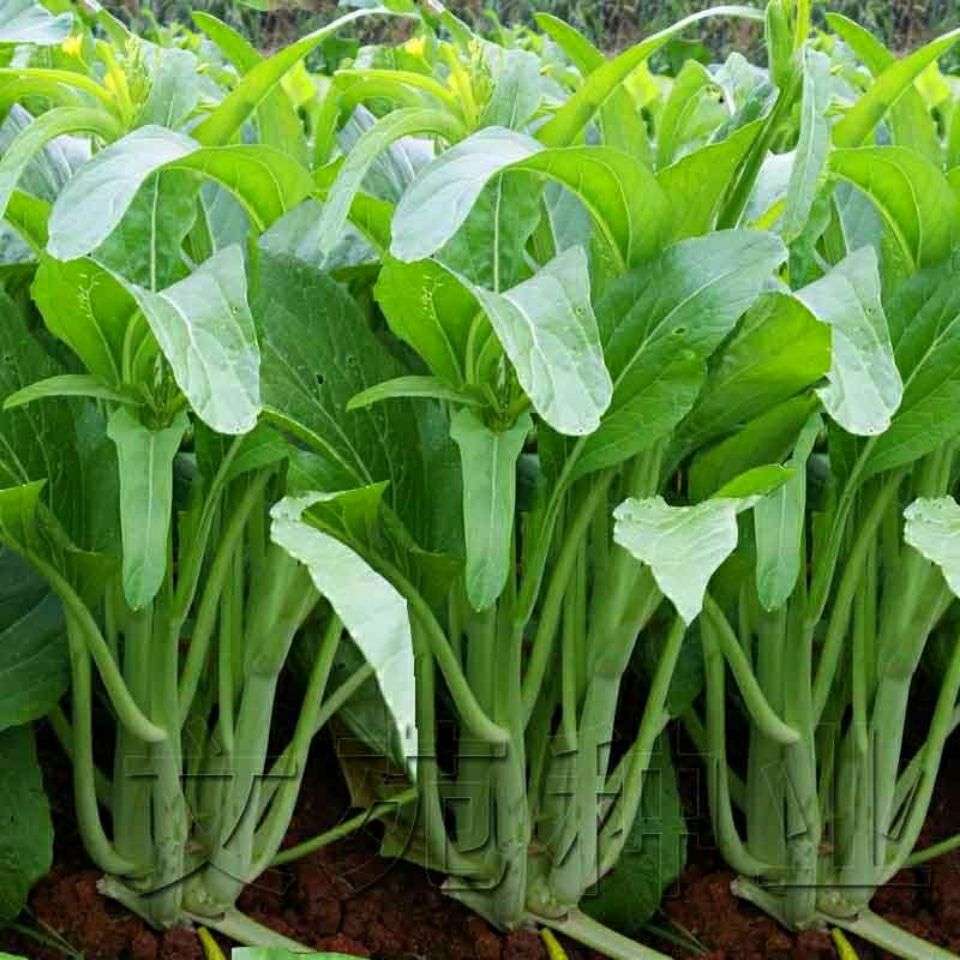 白菜苔菜种籽四季广东菜心白菜苔苗农家新鲜青菜蔬菜种子孑庭院