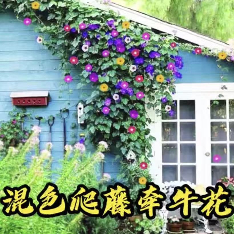 爬藤七色喇叭花牵牛花四季室内阳台庭院垂吊盆栽多年生籽