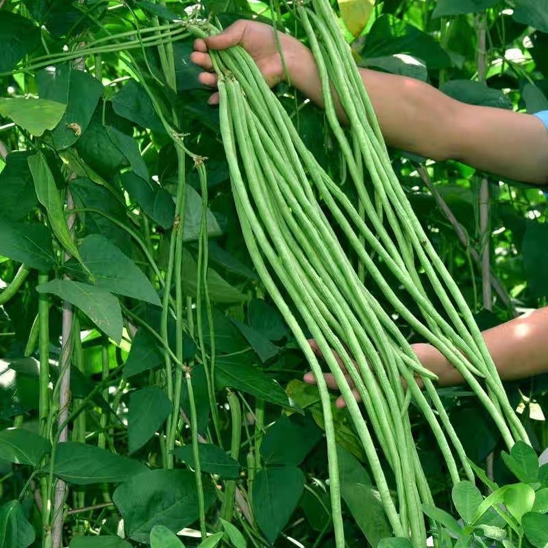 特长豆角种子糯米肉豇豆种子四季豆高产早熟春秋季新品种蔬菜种孑