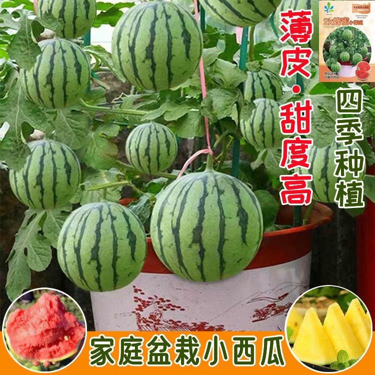 蜂蜜小西瓜种子西瓜红壤薄皮无籽四季盆栽阳台庭院水果瓜种籽苗
