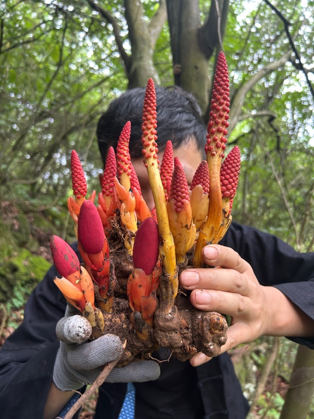 深山自采文王一支笔小草（包邮）