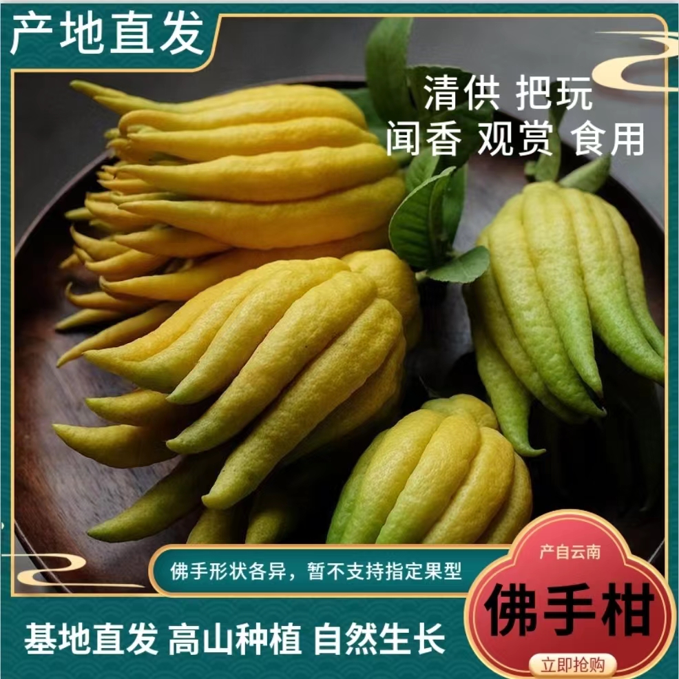金佛手佛手柑香橼现摘现发新鲜水果把玩闻香清供1斤/3斤/5斤/10斤
