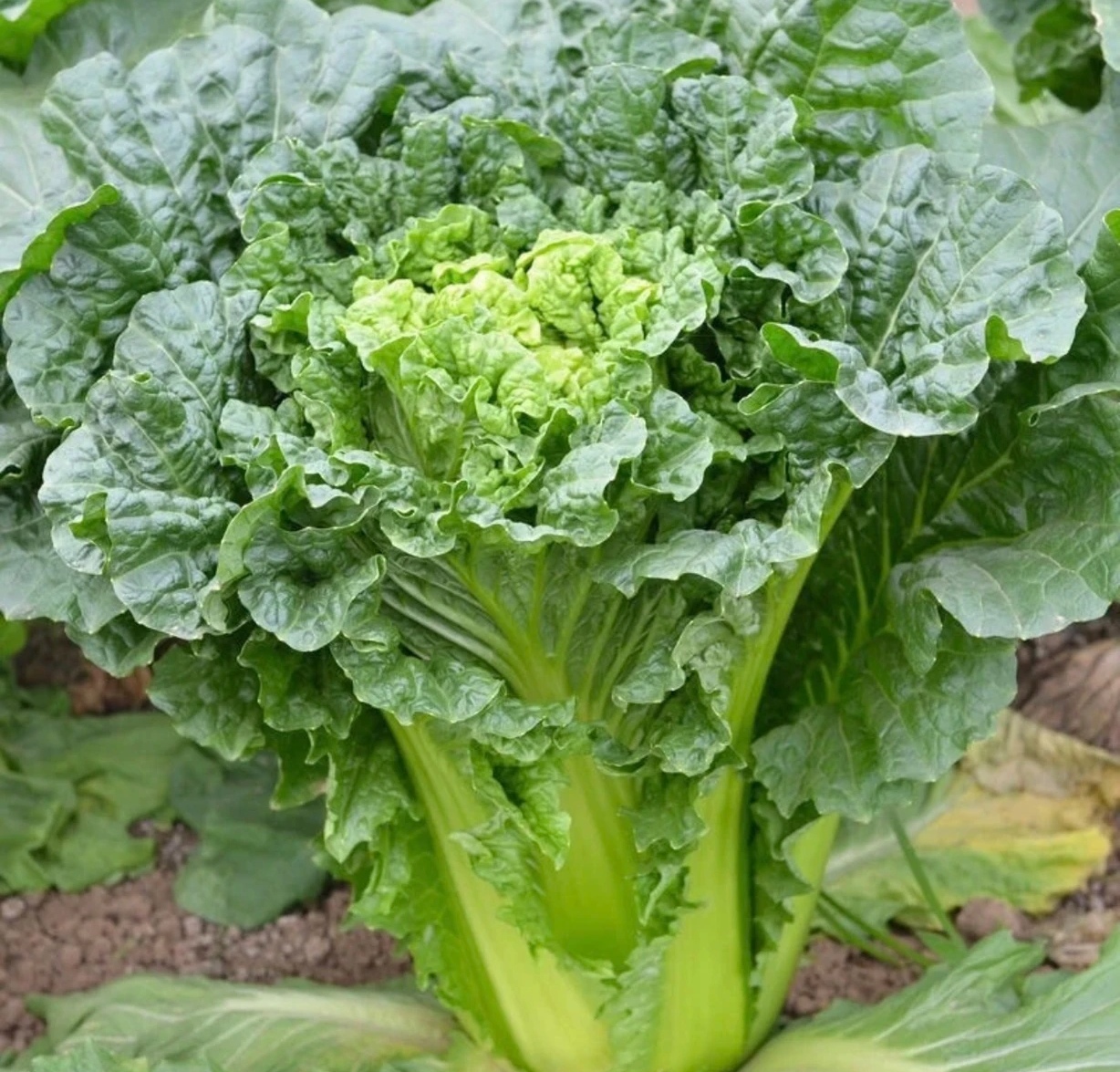 贵州毕节农家农家肥种植大白菜又脆又甜3斤包邮