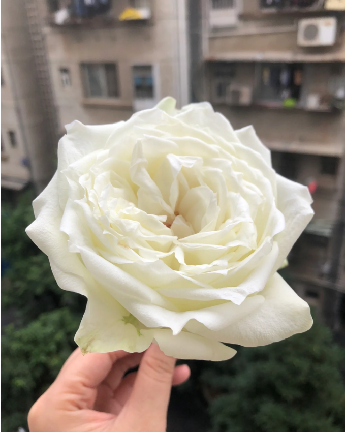 坦尼科玫瑰+醒花液