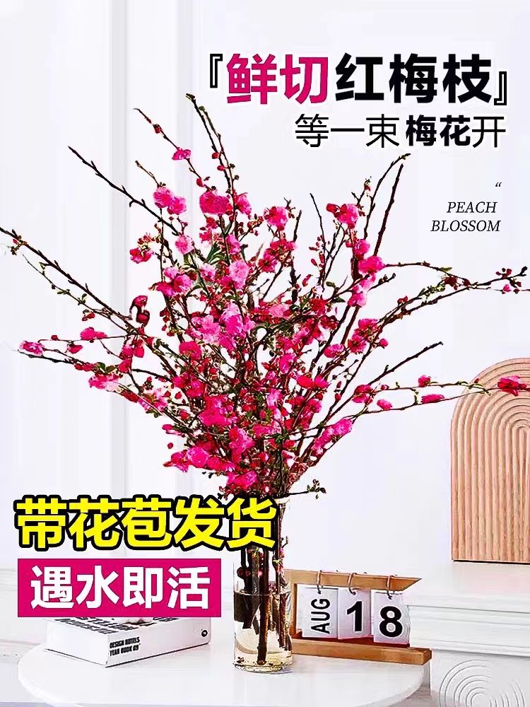 带花苞水培植物水养干枝冬季鲜花红梅遇水开花红梅鲜花枝耐寒好养