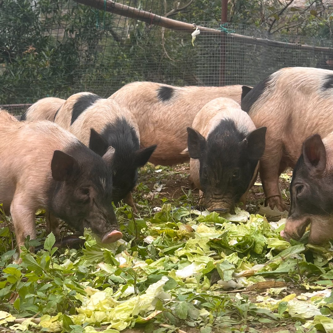 《直播间腩肉排骨专拍》巴马纯种香猪农家散养3斤起拍顺丰冷链包邮