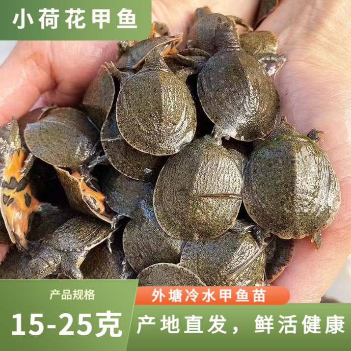 福利【外塘冷水甲鱼苗】15-25克龟鳖之乡水产养殖赠开口粮生态