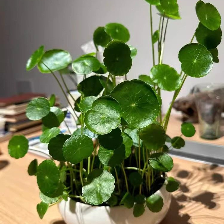 铜钱草草籽大叶子水养种籽四季播种水培植物花卉盆栽室内常绿庭院