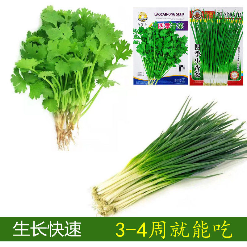 四季小香葱香菜种籽蔬菜味香浓种盆栽阳台室内外种植大小叶