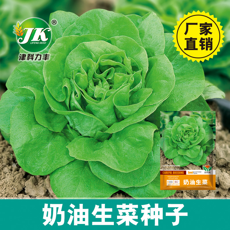 蔬菜种子奶油生菜种子家庭种植阳台耐低温四季大田蔬菜籽种植简单