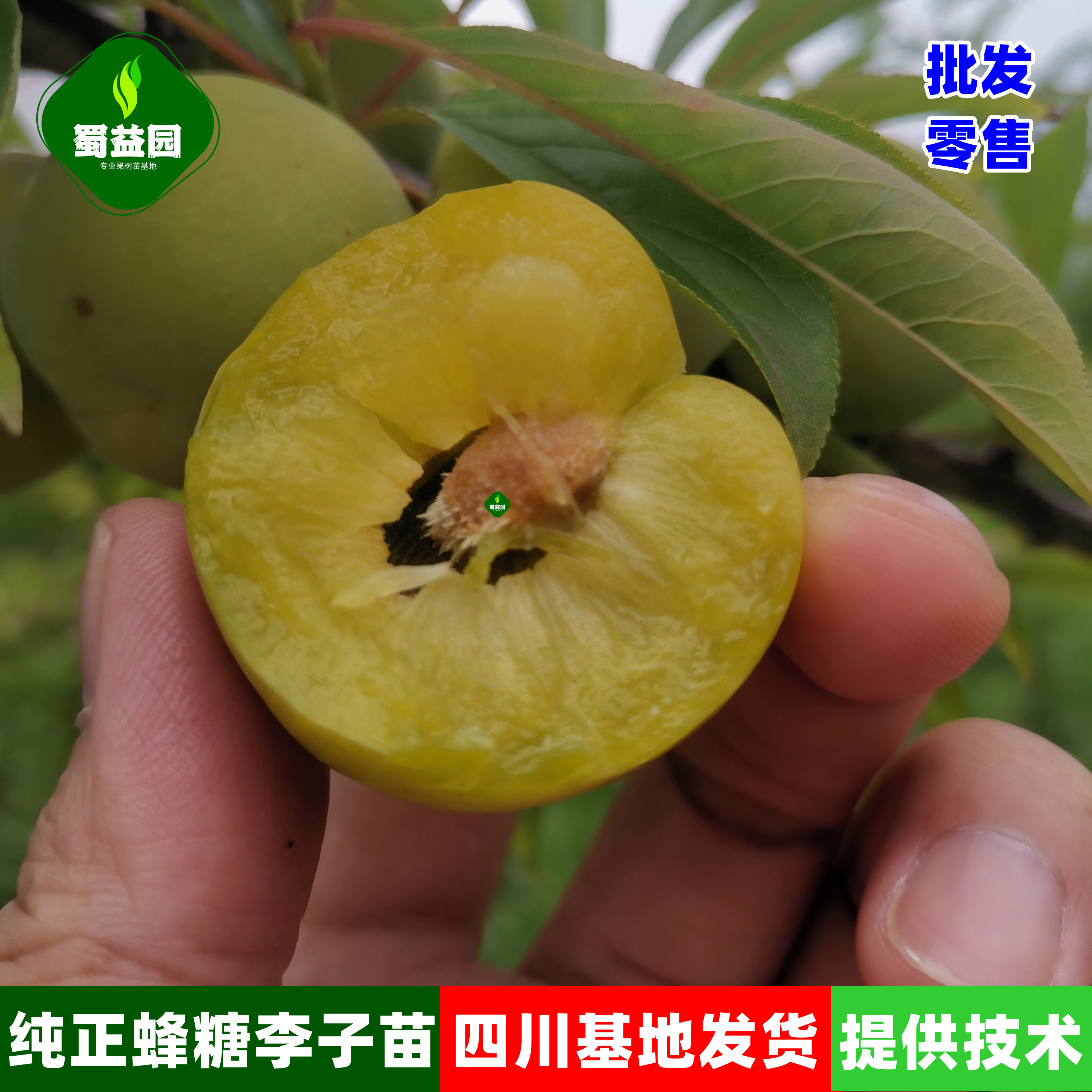 四川蜂糖李子树苗原产地纯正甜脆蜂蜜李嫁接苗糖分高个大蜜脆李苗