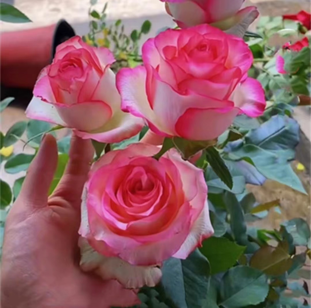 【9.9元5棵云南玫瑰花苗老桩花卉】四季开花易活 庭院阳台盆栽地栽