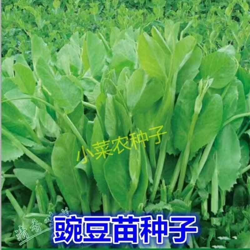 豌豆苗种子无须豌豆尖种籽豌豆种豆苗青菜芽苗菜四季农家蔬菜菜孑