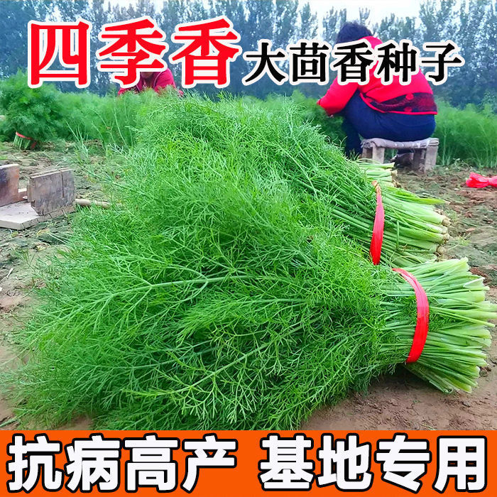 茴香种子多次采收割茬小叶茴香种籽四季播种谷香佐料种子蔬庭院
