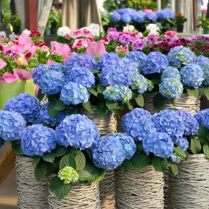 绣球花种子四季无尽夏绣球花花种多年生花籽易活盆栽庭院绣球花苗