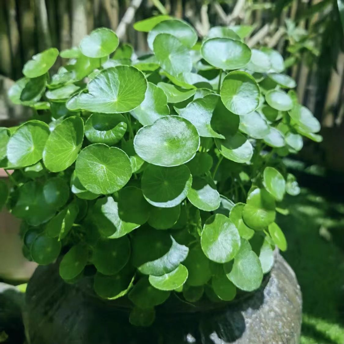 铜钱草草种子水培土培种子四季常绿金钱草盆栽庭院绿植易活易种籽