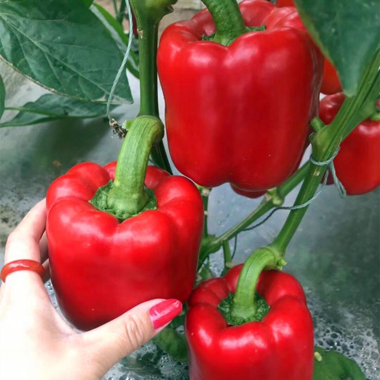 甜椒种子大甜椒青椒灯笼椒菜椒辣椒种子阳台春秋冬季蔬菜种子