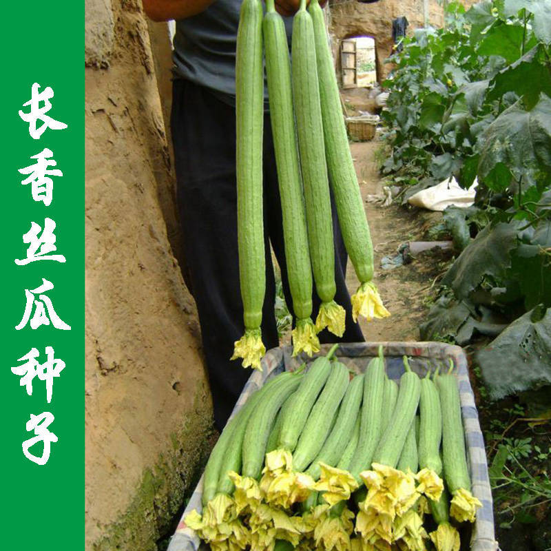 肉丝瓜种子高产早熟瓜种子四季香丝瓜当季阳台活清香瓜果蔬菜籽