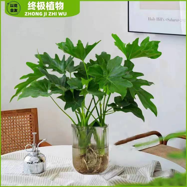 大叶春羽水培植物老桩龙鳞水培土培室内落地摆放耐阴大气优雅植物