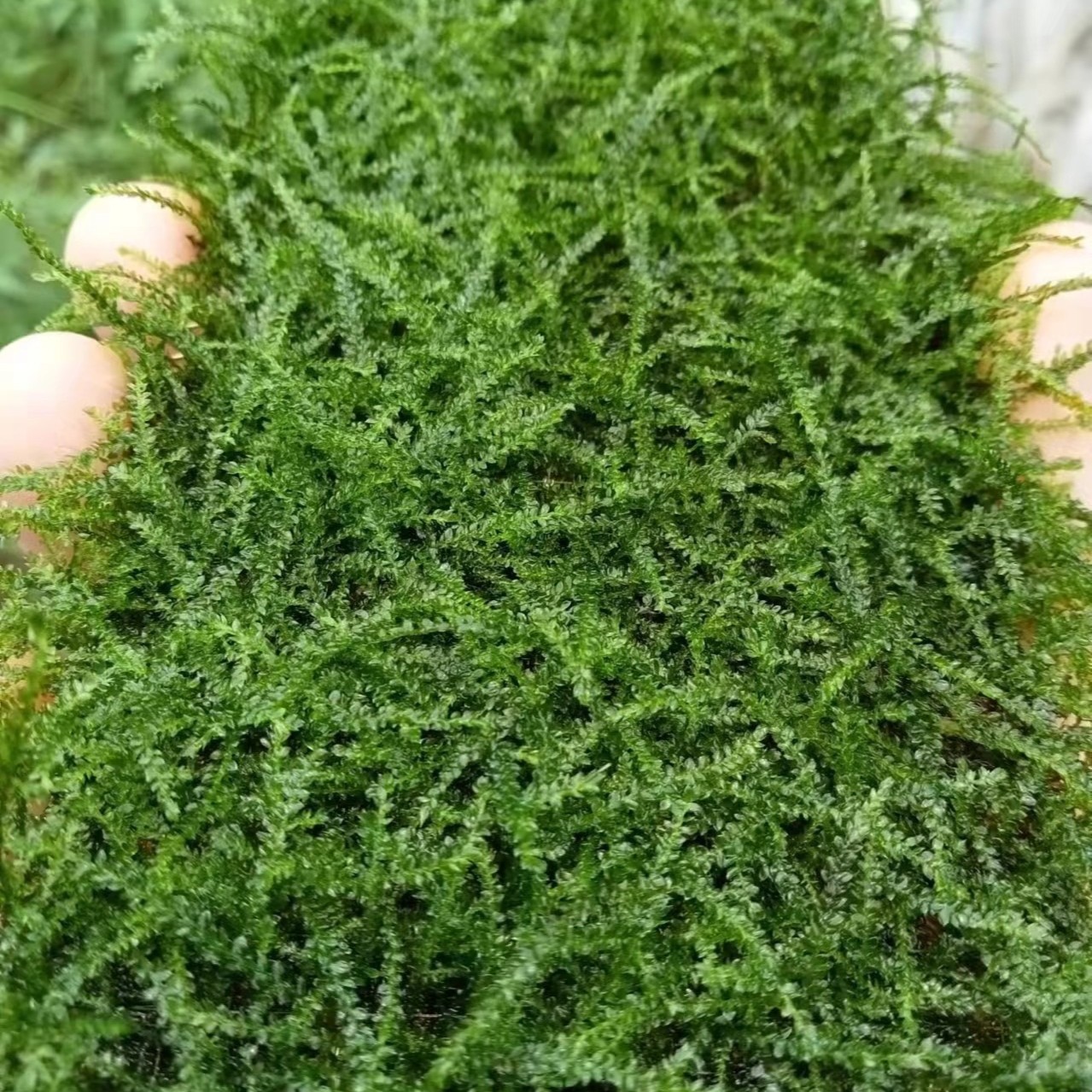 黑蜗牛新手不锈钢定制莫斯大片三角莫斯垂泪莫斯水族鱼缸造景水草