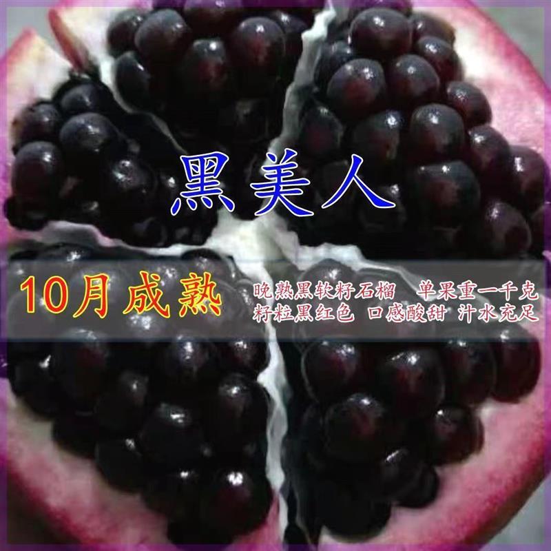 新品种正宗软籽突尼斯石榴树苗盆栽地栽庭院全国种植抗寒耐高温