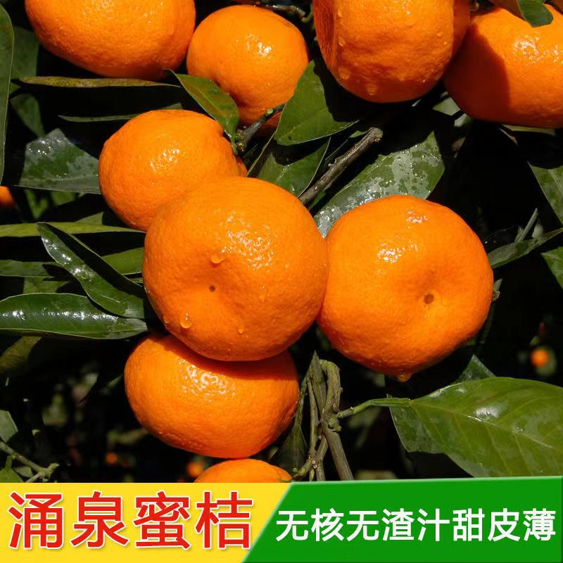 正宗临海涌泉早熟蜜桔苗无核桔子树苗嫁接无籽柑橘子树苗当年结果