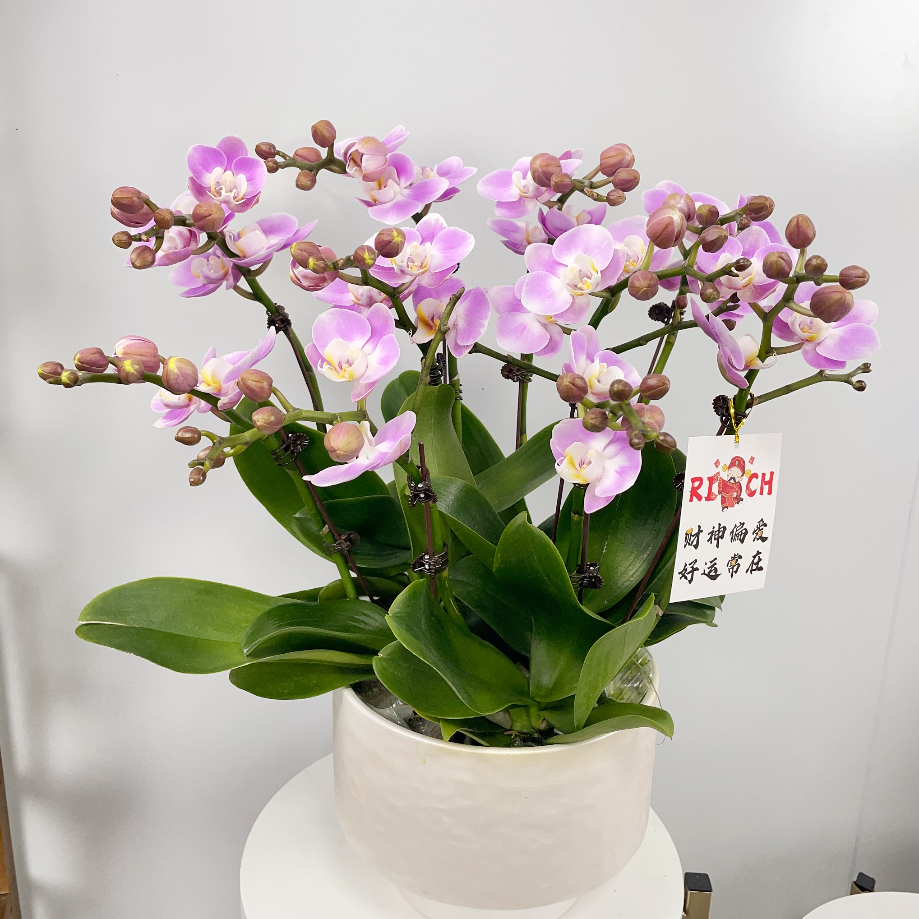 桦艺优选【优雅年宵花】蝴蝶兰室内绿植花卉艺术高端组盆系列盆栽