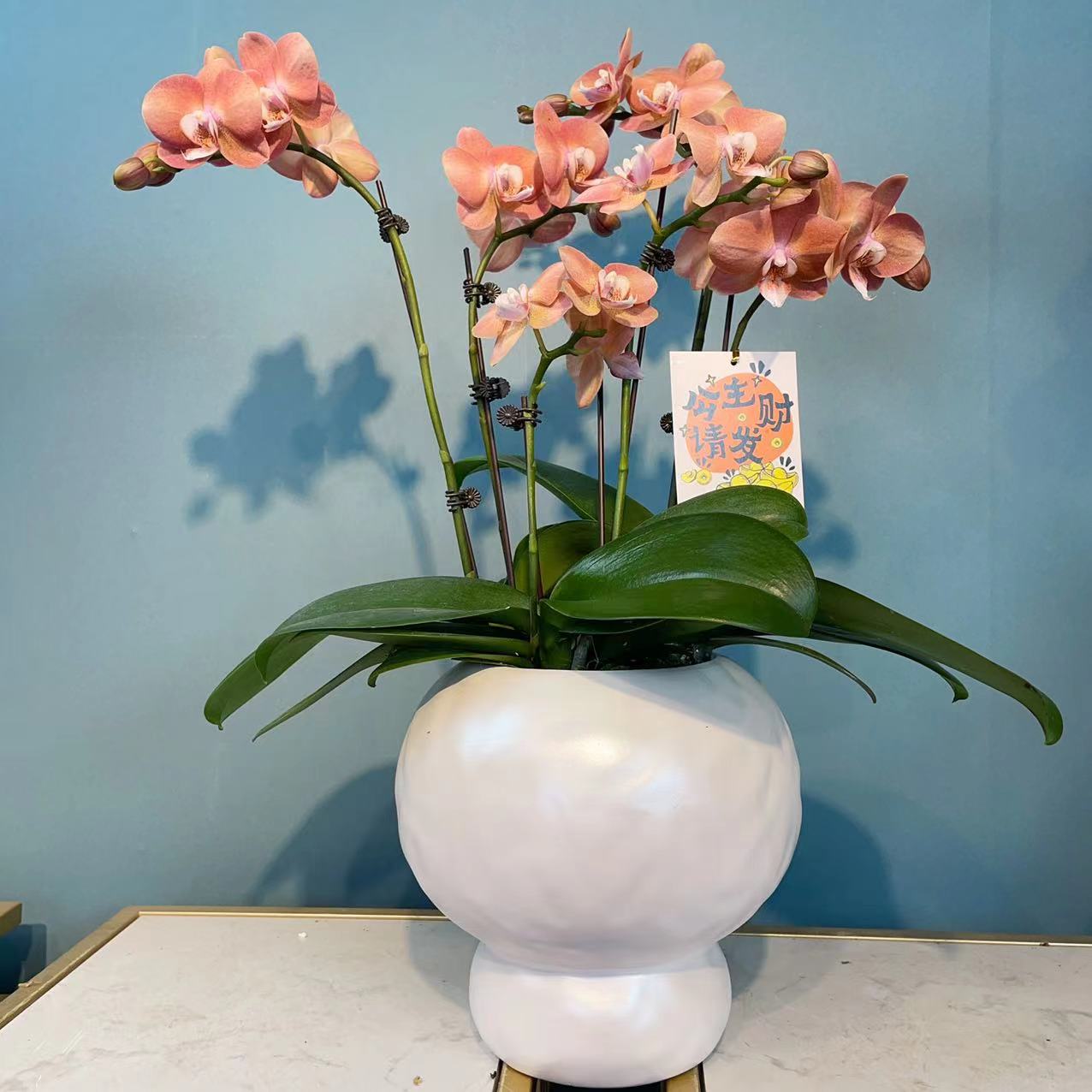 桦艺精品【鲑鱼】优雅蝴蝶兰轻奢唯美室内绿植花卉艺术组盆系列盆栽