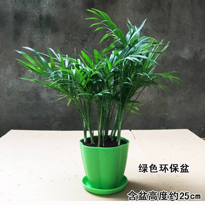袖珍椰子植物散尾葵夏威夷室内盆栽不落叶花植物观赏凤尾竹绿植盆
