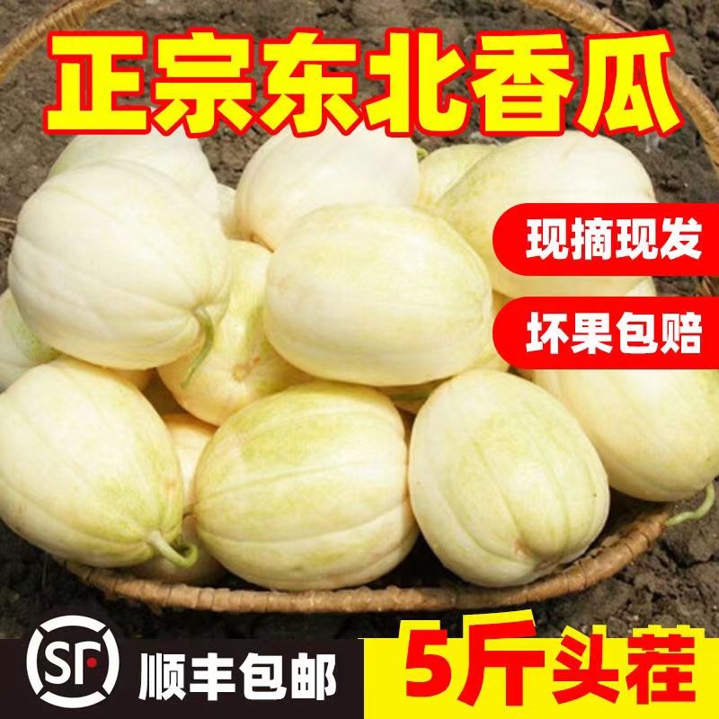 【顺丰包邮】正宗东北京蜜香瓜瓜现摘当季水果头茬白糖罐脆甜瓜金妃