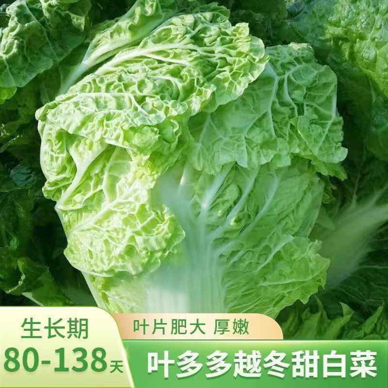 【全场满5元包邮】小包头白菜种子火锅菜黄心包菜种子