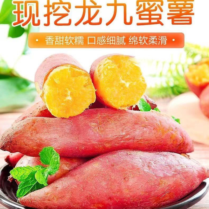 黄心红薯香薯沙地板栗龙九红薯地瓜新鲜蜜薯山芋番薯农家现挖