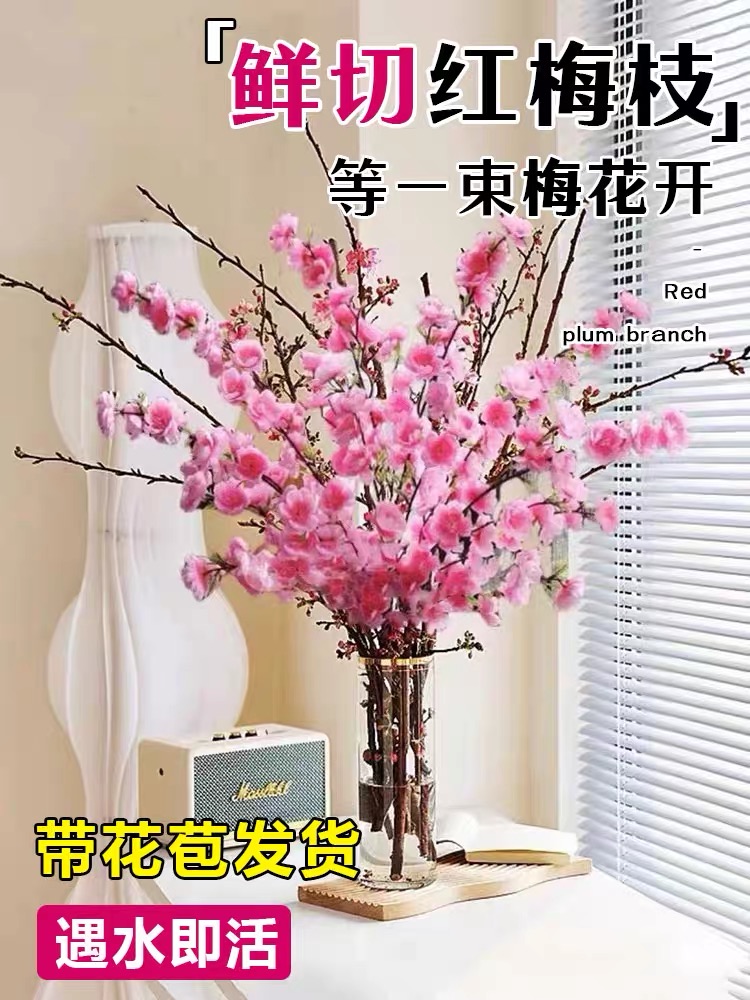【新人价 太便宜了 防漏100单】桃花枝水培植物红梅鲜花树干枝花卉