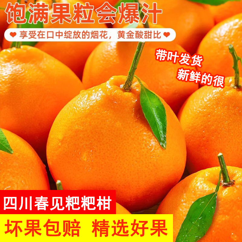 【现摘现发】四川春见耙耙柑新鲜柑橘粑粑柑橙子水果礼盒原产地爆甜