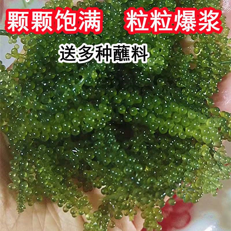 新鲜海葡萄即食鱼子酱长寿菜裙带菜海带海白菜海藻寿/0lb蔬菜组合