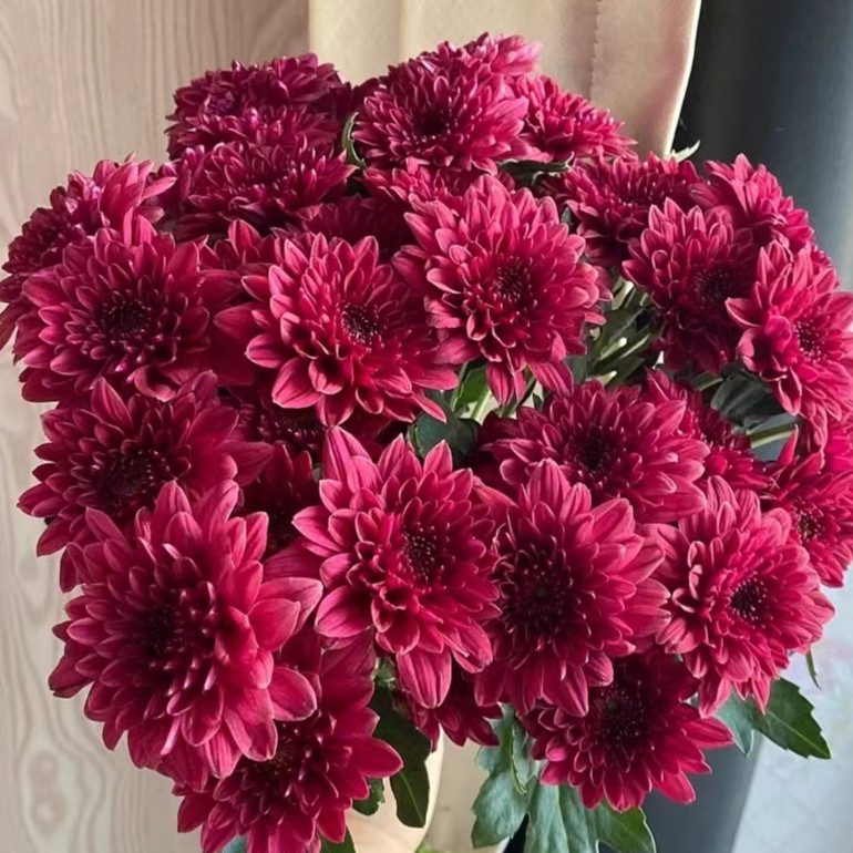 [红丹特小菊 10支]鲜切花小雏菊-（任意品种两单）顺丰冷链包邮新鲜