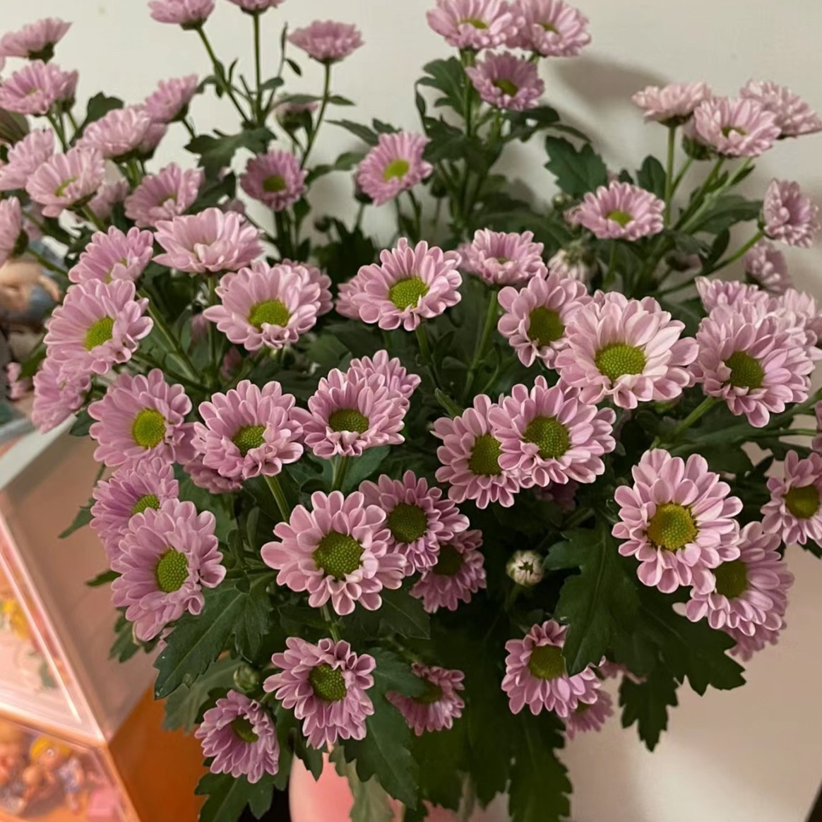 [罗西粉小雏菊 10支]鲜切花小雏菊-（任意品种两单）顺丰冷链包邮