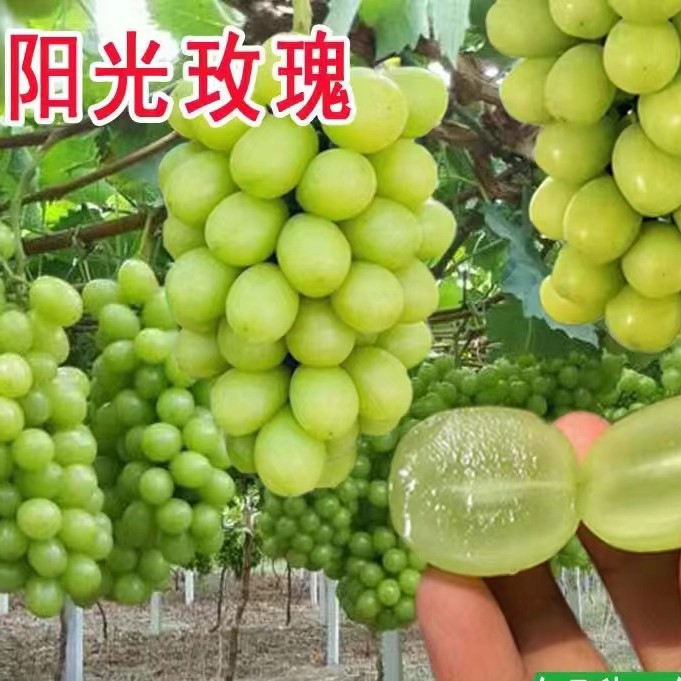 a粉丝福利a粉丝福利a粉丝福利a粉丝福利盆栽地栽葡萄苗原盆带叶带