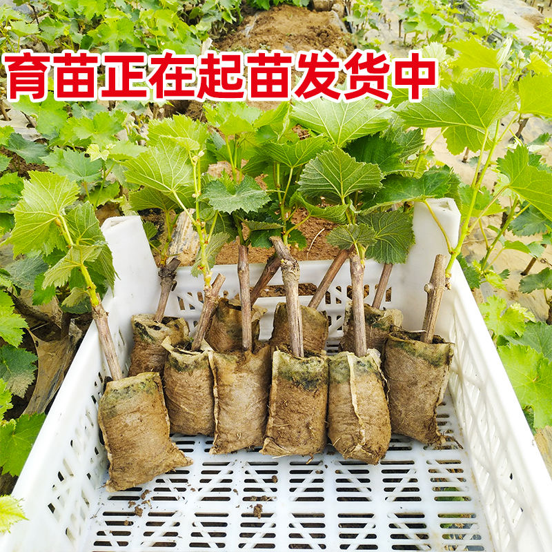 a粉丝福利a粉丝福利a粉丝福利葡萄树苗阳光玫瑰妮娜皇后蓝宝石葡