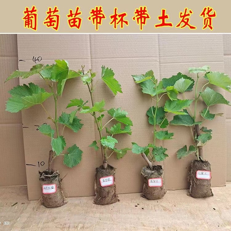 a粉丝福利a粉丝福利a粉丝福利盆栽地栽葡萄苗原盆带叶带土带果南